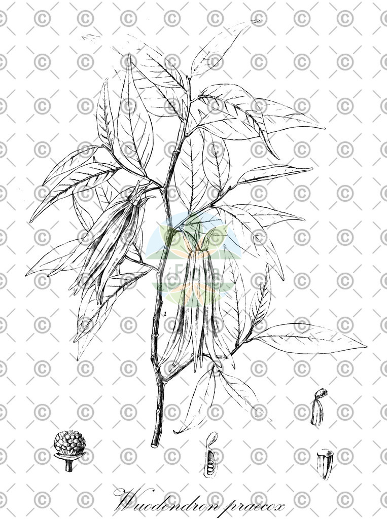 HistAbb_wfo-0000072033_1_ENZY_Simple | Historische Abbildung von Wuodendron praecox - Annonaceae | Historical Illustration of Wuodendron praecox - Annonaceae