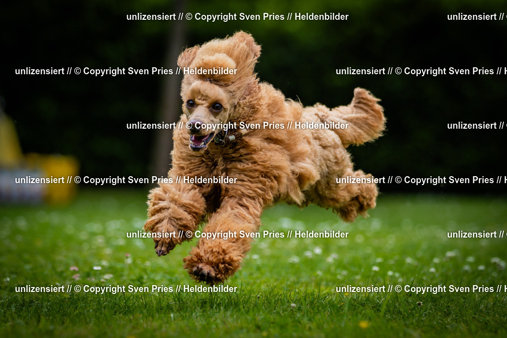 Sven Pries | 2025-05-29 - Pudelrennen KA-Durlach - Realisiert mit Pictrs.com