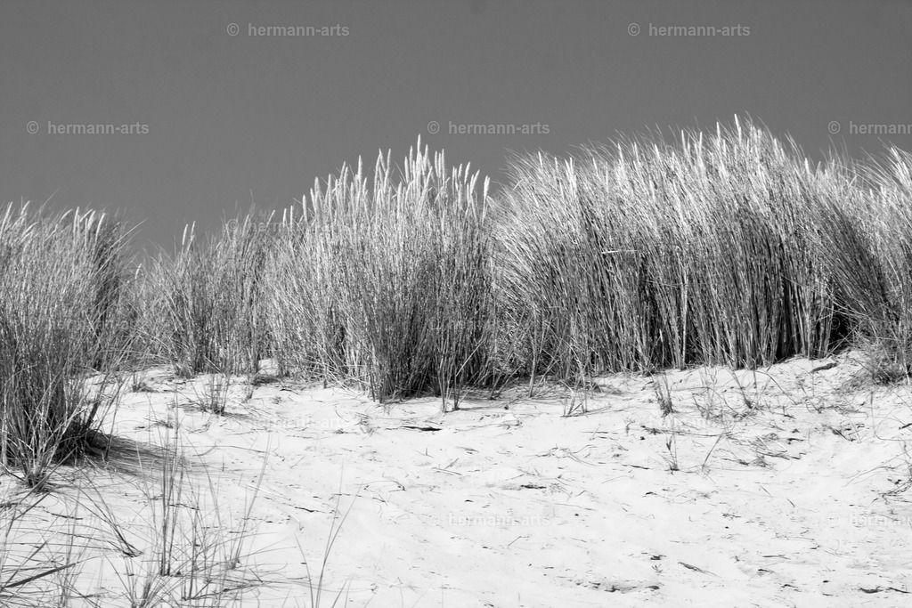Hermann-Arts_Seaside_259 | Photo Foto Kunst Art schwarzweiss Bilder Rheine Münster Berlin Blumen 
