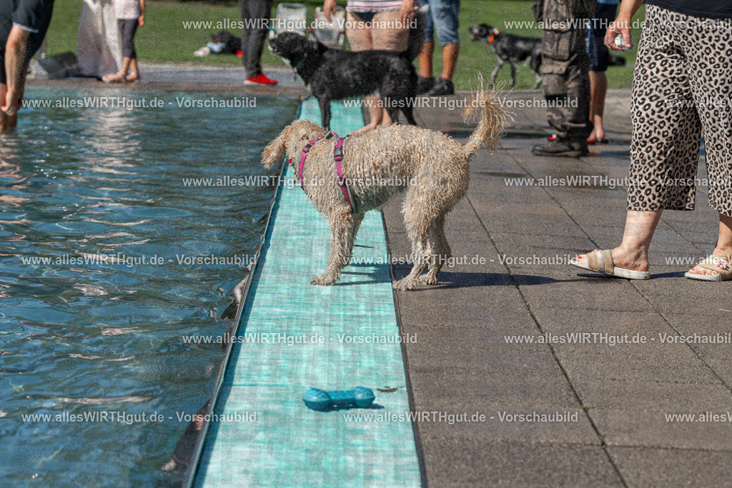 Hundeschwimmen_Volksbad_2026-allesWIRTHgut_Tierfotografie-2609061242-FAY06534 | Professionelle Tierfotografie in Mönchengladbach von Daniel Wirth (allesWIRTHgut). Liebevolle & natürliche Bilder von Hunden & Katzen für unvergessliche Erinnerungen.