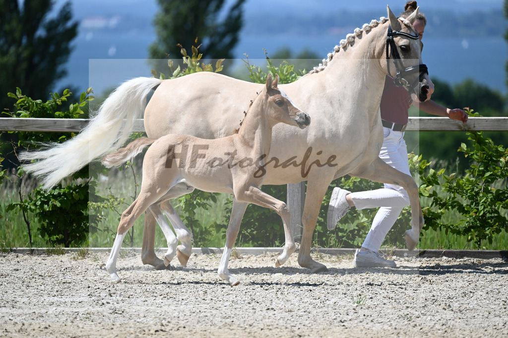 Kat-Nr. 15 SF Reitlands Diamonds Gold_Butolo_15230322 | hf-fotografie - Realizzato con Pictrs.com