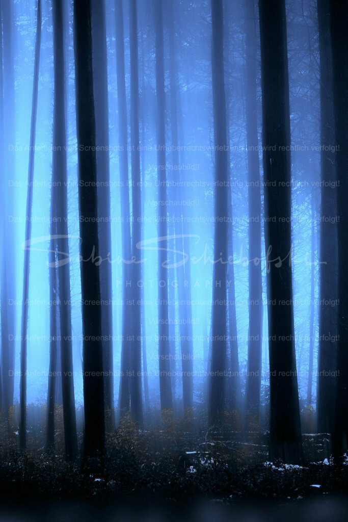 Wandbild Waldnebel | People- und Tierfotografie, Imageaufnahmen, Veranstaltungsfotografie und Wandbilder aus der Natur ★ Made in Germany ✔️ Druck + Downloads ✔️ Naturfotografie in Top Qualität ★ schneller Versand, weltweite Lieferung! - Realisiert mit Pictrs.com