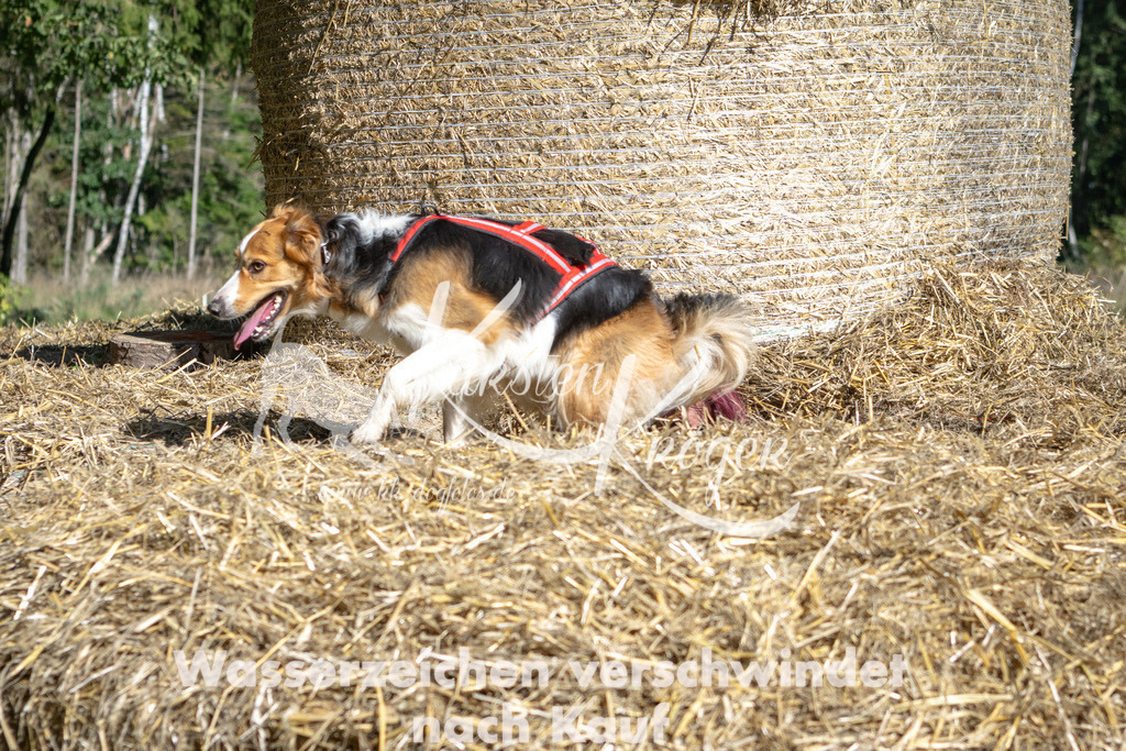 1213_ZZ90837-2 | kk-dogfotos