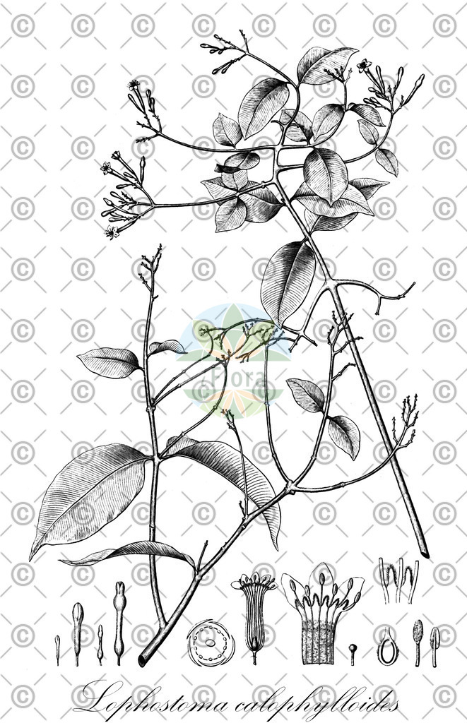 HistAbb_EMP_25273_SRC_Schlechtendal_FLORAD_SIMPLE | Historische Abbildung von Lophostoma calophylloides - Thymelaeaceae | Historical Illustration of Lophostoma calophylloides - Thymelaeaceae