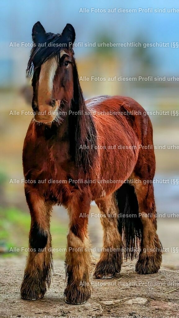 80e12d92d095118354331a8a54698964 | krollfotografie - Realisiert mit Pictrs.com