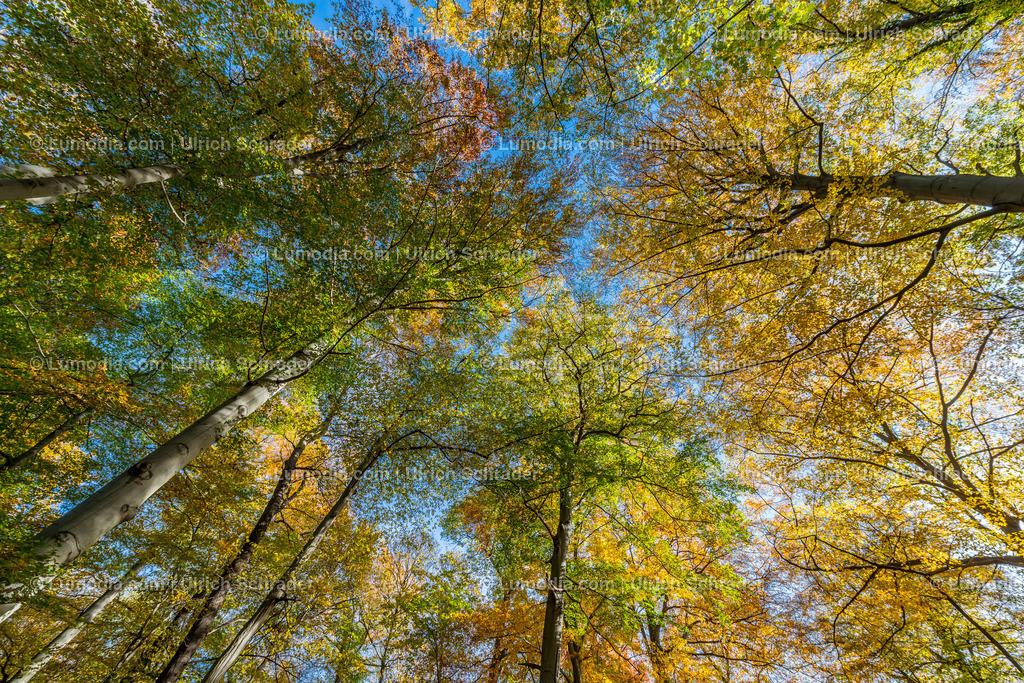 10049-5423 - Brühlpark _ Quedlinburg | Stockfoto und Bilderpool mit Bildmaterial aus Deutschland, dem Harz, Halberstadt, Quedlinburg, Wernigerode und weltweit. Qualitativ hochwertige und professionelle Fotos anschauen und kaufen. - Realisiert mit Pictrs.com