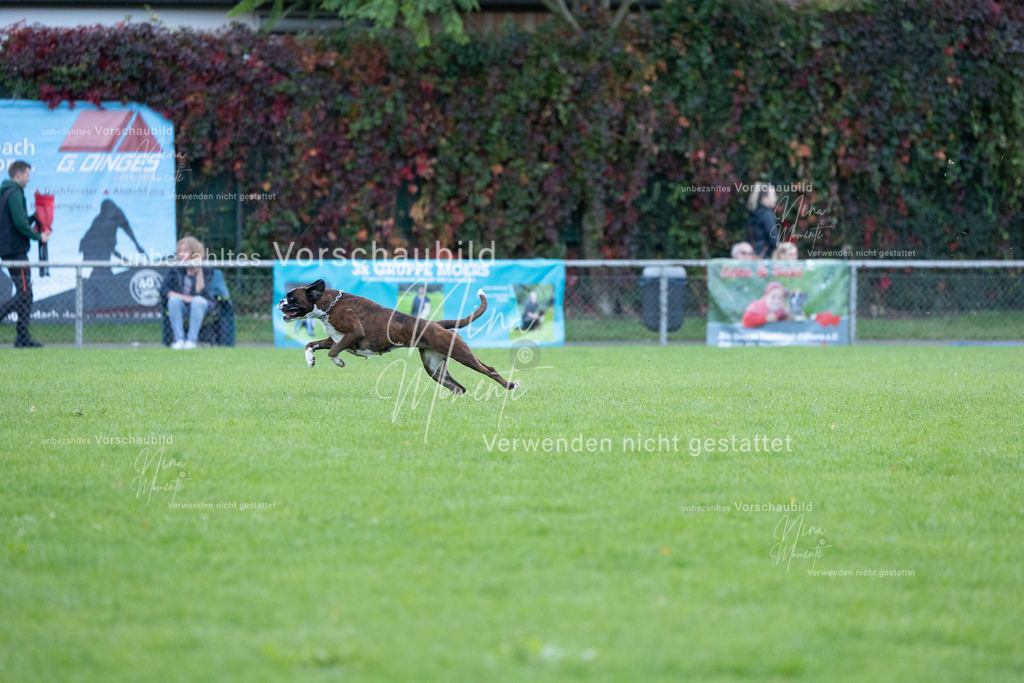 _16A4621 | Einzigartige Fotos von Hunden & Menschen –Actionfotos, Portraits, Vereinsaufnahmen & Paarshootings – authentisch, lebendig & mit Herz.