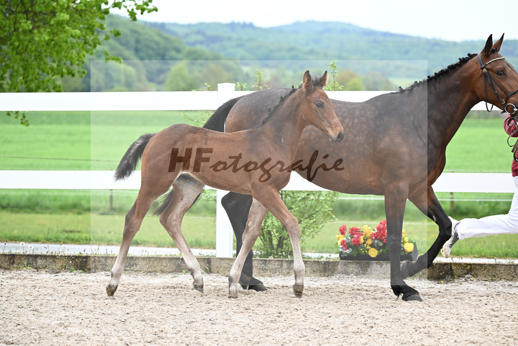 Kat-Nr. 43 HF Chacco Blue x Quo Vadios I_Schoenherr_23261524 | hf-fotografie - Realizzato con Pictrs.com