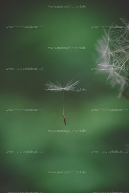 Geflogen | Ein einzelner Samen einer Pusteblume fliegt davon - Realisiert mit Pictrs.com