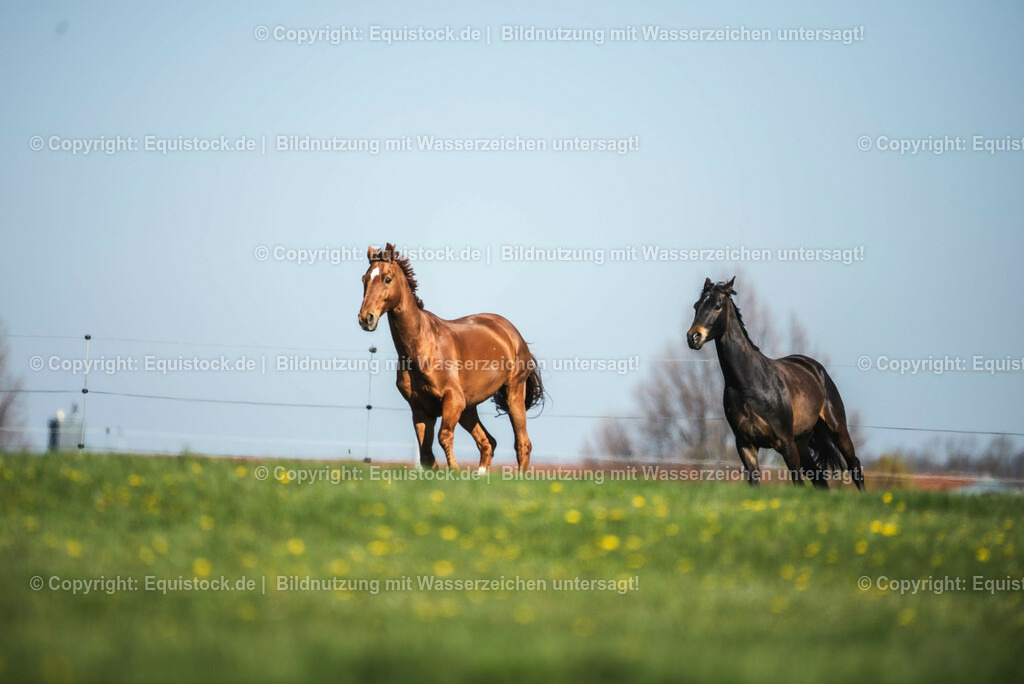 20210426_Pferd-auf-Koppel_0016 | equistock