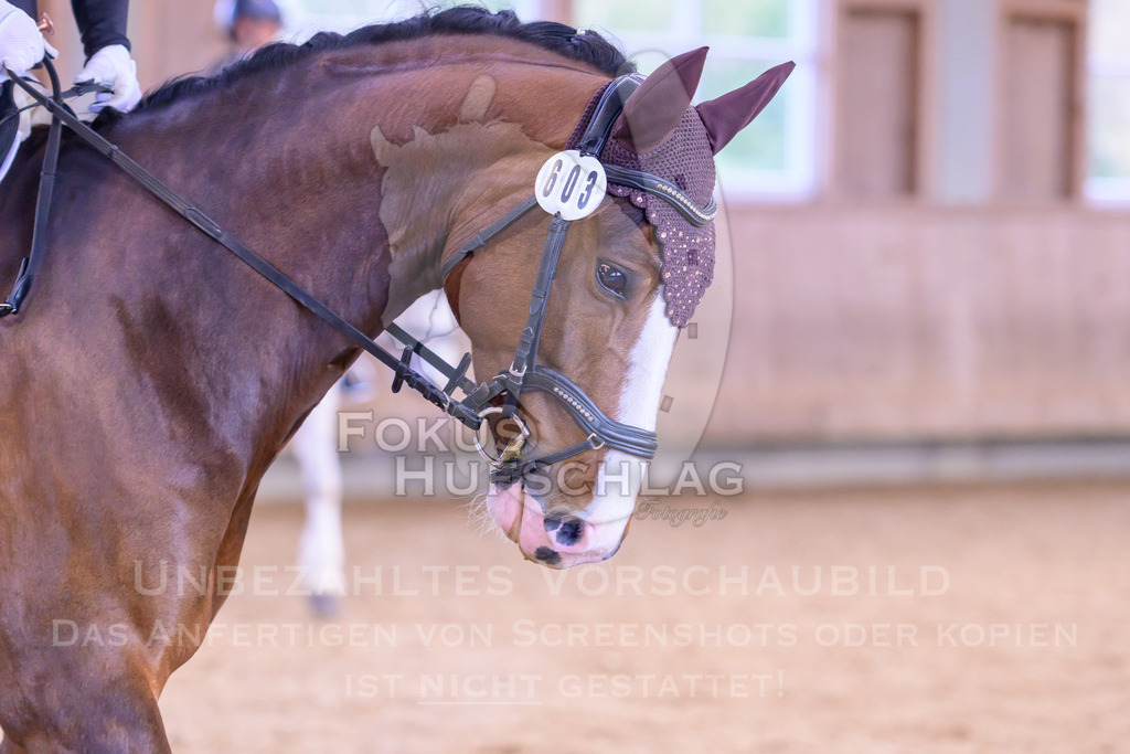 11042026-Mammendorf-Prfg25-0811 | Fokus Hufschlag Fotografie - Realisiert mit Pictrs.com