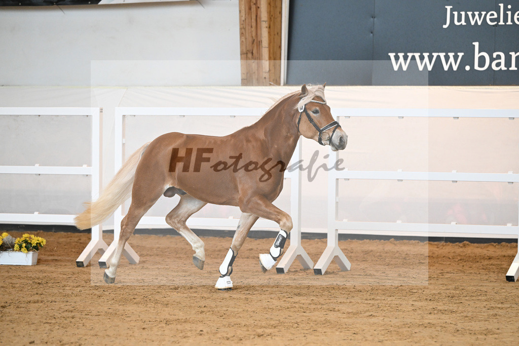 Kat-Nr. 19 v. Amari_Reisberger_2230335 | hf-fotografie - Realisiert mit Pictrs.com