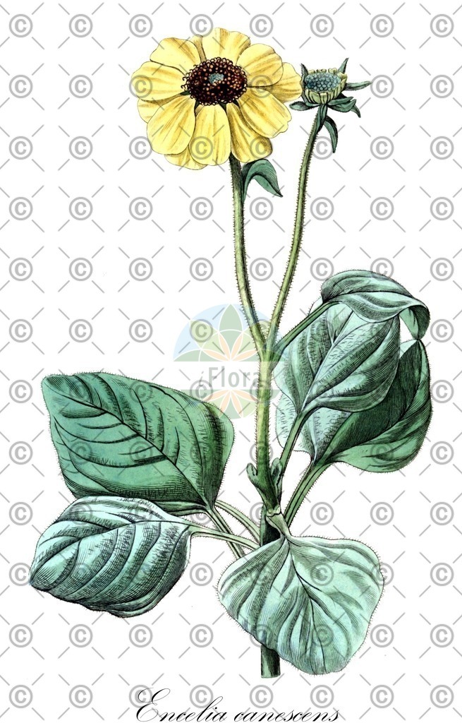 HistAbb_wfo-0000667350_1_ENZY_Simple | Historische Abbildung von Encelia canescens - Asteraceae | Historical Illustration of Encelia canescens - Asteraceae