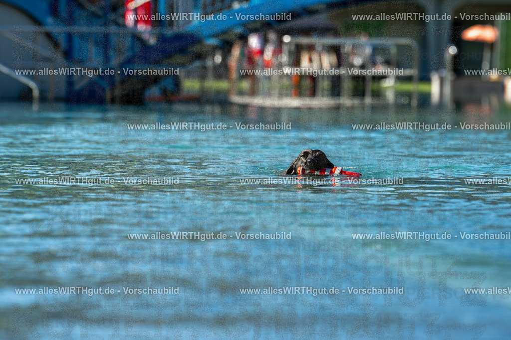 Hundeschwimmen_Volksbad_2026-allesWIRTHgut_Tierfotografie-2609061033-094351-7R508960 | Professionelle Tierfotografie in Mönchengladbach von Daniel Wirth (allesWIRTHgut). Liebevolle & natürliche Bilder von Hunden & Katzen für unvergessliche Erinnerungen.