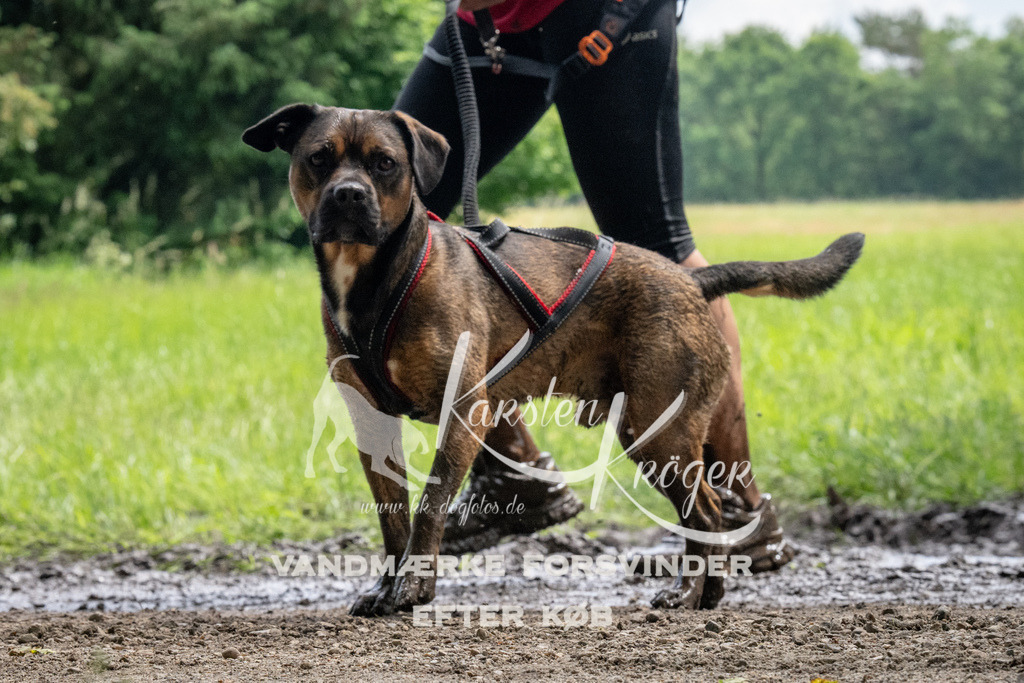 1127_ZZ92991 | kk-dogfotos