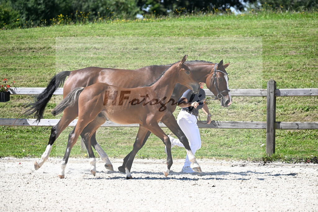 Kat-Nr. 14 Cullinan du Borget B x Vingino_HF_Kinnigkeit_24250384 | hf-fotografie - Realisiert mit Pictrs.com