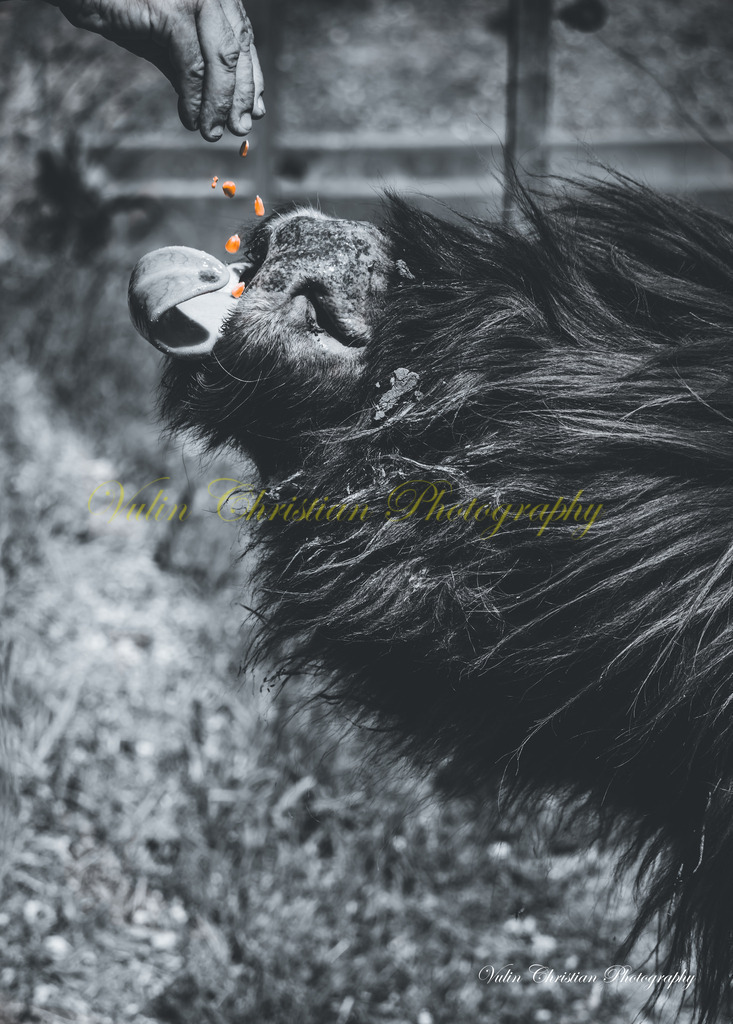 PH 20 | Christian Vulin  - Realisiert mit Pictrs.com