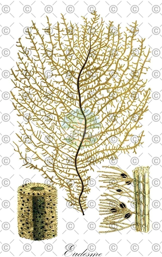 HistAbb_wfo-0000959411_1_ENZY_Simple | Historische Abbildung von Eudesme - Chordariaceae (0) | Historical Illustration of Eudesme - Chordariaceae (0)