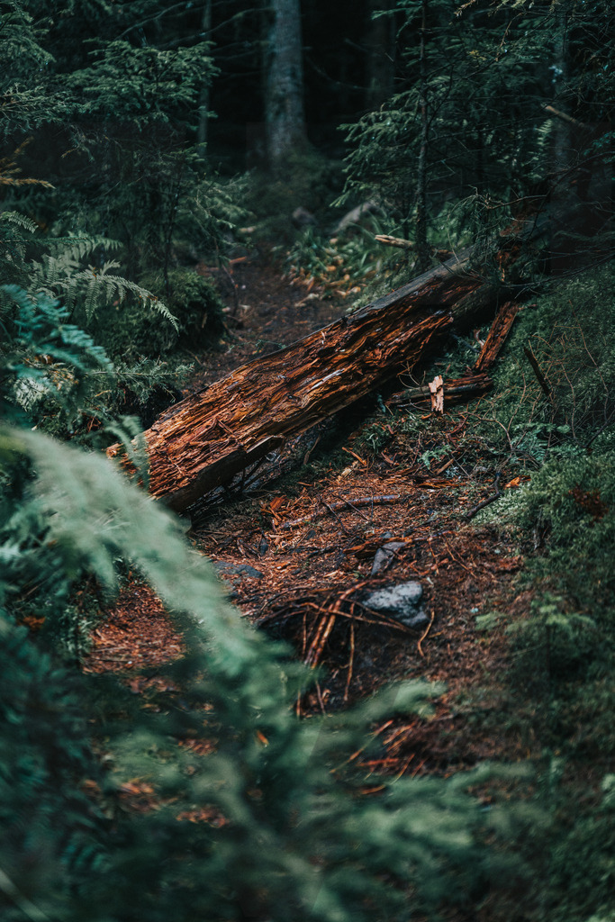 Ba-Wue | FI-LO Bildershop – Entdecken Sie beeindruckende Fotografie und inspirierende Videoproduktionen. Tauchen Sie ein in faszinierende Welten und lassen Sie sich von meinen einzigartigen Werken auf eine emotionale Reise mitnehmen. Perfekt für Kunstliebhaber und - Realisiert mit Pictrs.com