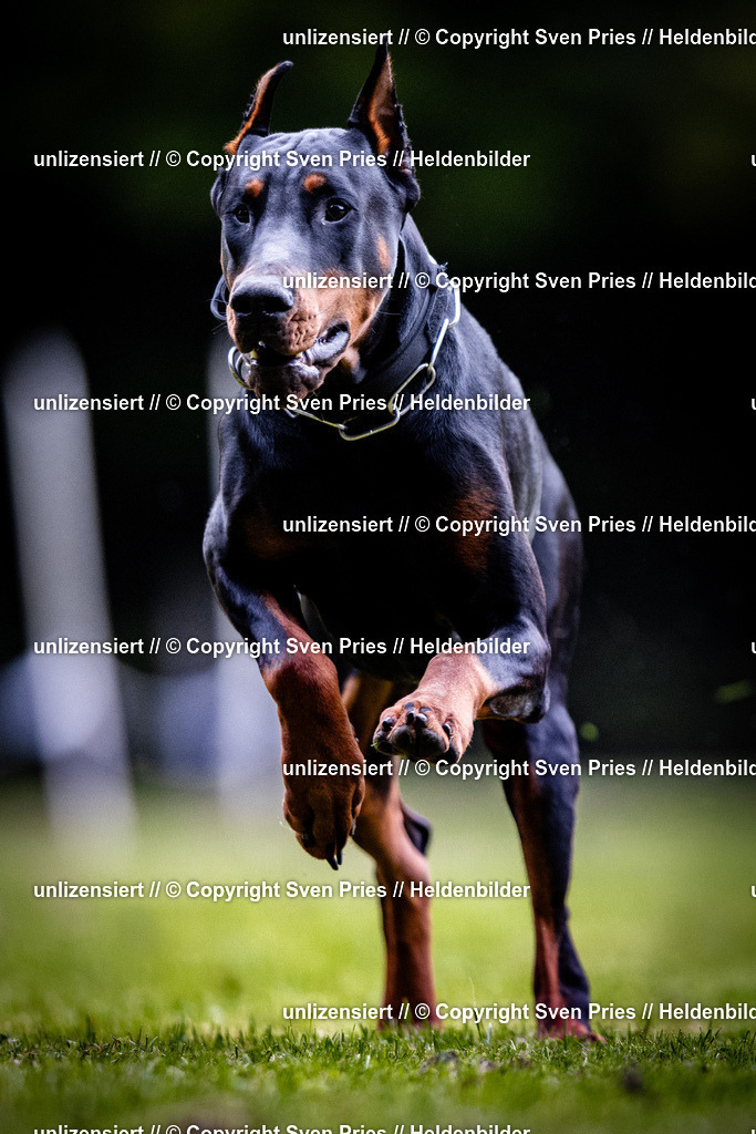 Sven Pries | 2025-10-03 - Hunderennen Obergrombach - Realisiert mit Pictrs.com