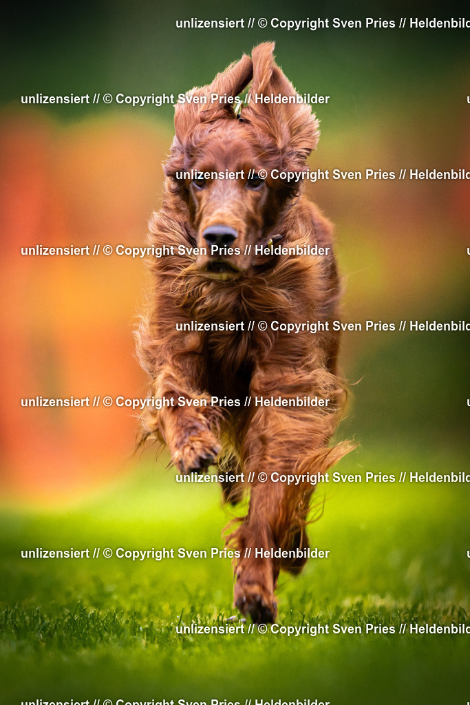 Sven Pries | 2025-09-21 - Hunderennen Baden-Oos - Realisiert mit Pictrs.com