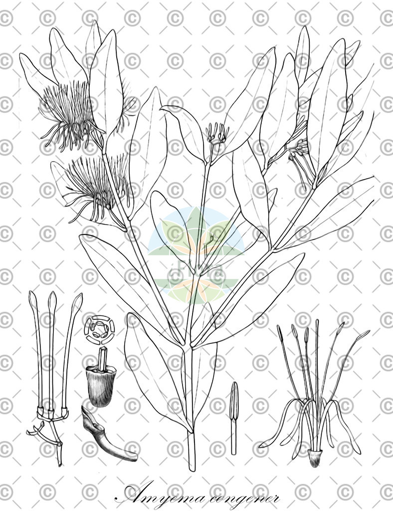 HistAbb_wfo-0000532327_1_ENZY_Simple | Historische Abbildung von Amyema congener - Loranthaceae | Historical Illustration of Amyema congener - Loranthaceae