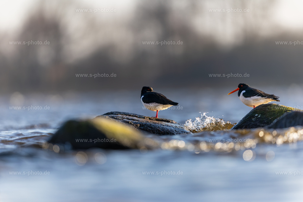 Zwei Austernfischer im Abendlicht | Schöne Stimmung in der Abendsonne während der Balzzeit - Realisiert mit Pictrs.com