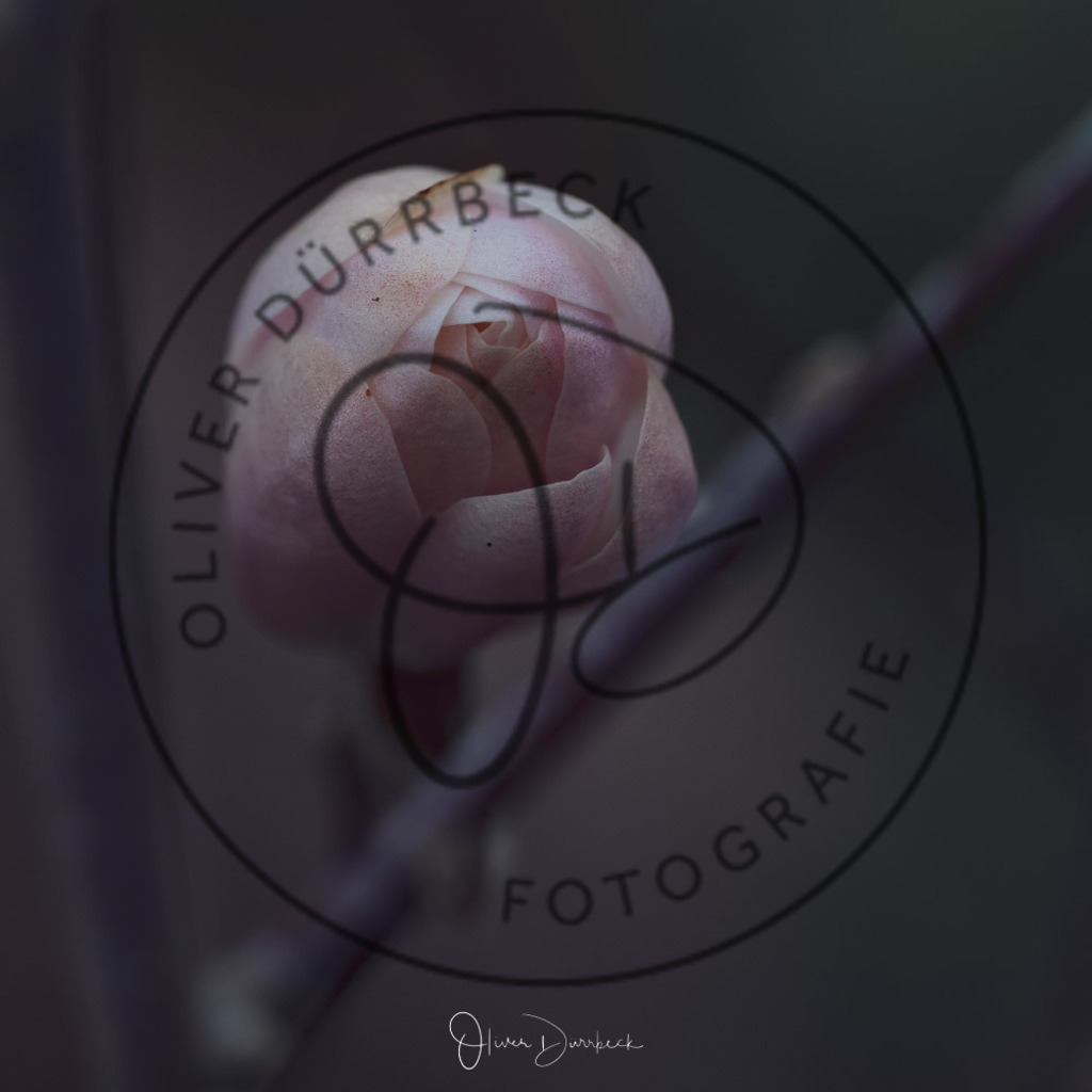 natur-pflanzen-30 | Shop für Kindergartenfotografie und andere Fotoprodukte von Oliver Dürrbeck Fotografie. - Realisiert mit Pictrs.com