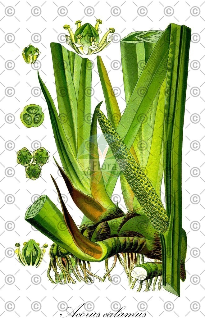 HistAbb_wfo-0000350733_1_ENZY_Simple | Historische Abbildung von Acorus calamus - Acoraceae (Kalmus;Gewöhnlicher Kalmus) | Historical Illustration of Acorus calamus - Acoraceae (sweet-flag;calamus;flagroot)