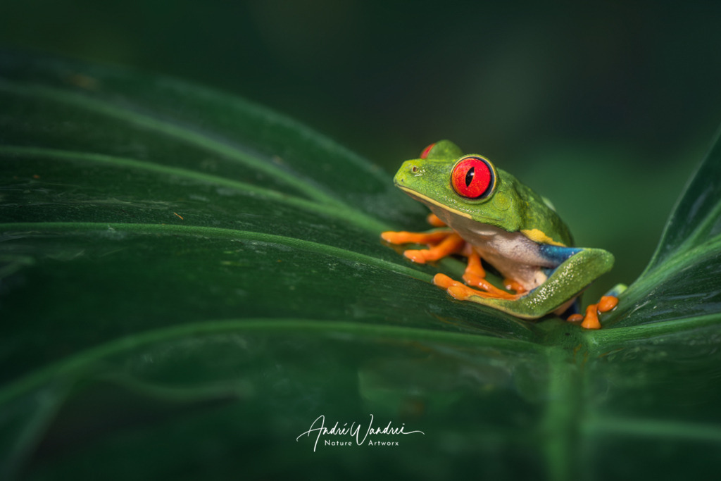 Giftgrün im Blätterdach | Andre Wandrei - Nature Artworx - Realisiert mit Pictrs.com