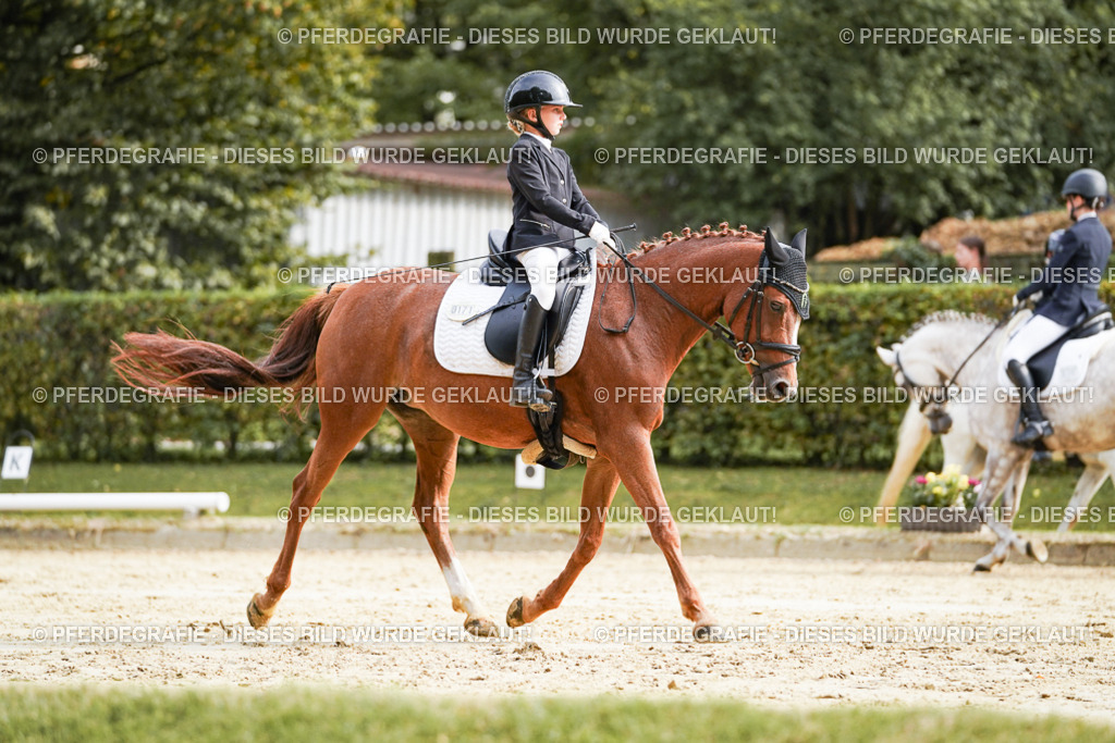 DSC04755 | Pferdegrafie