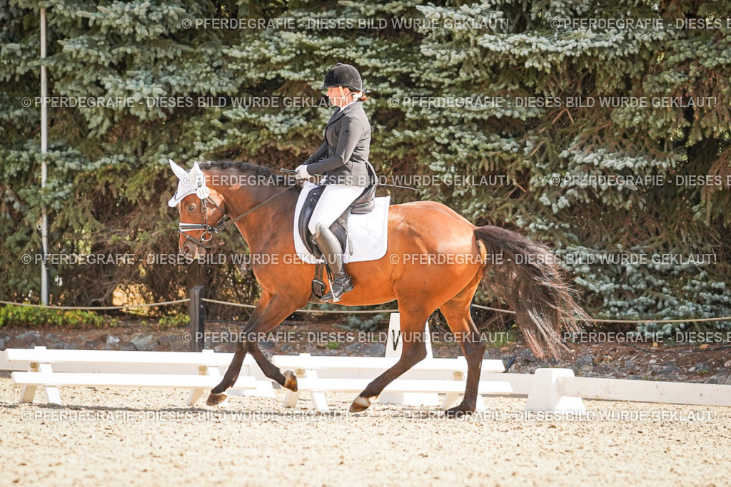 DSC00410 | Pferdegrafie