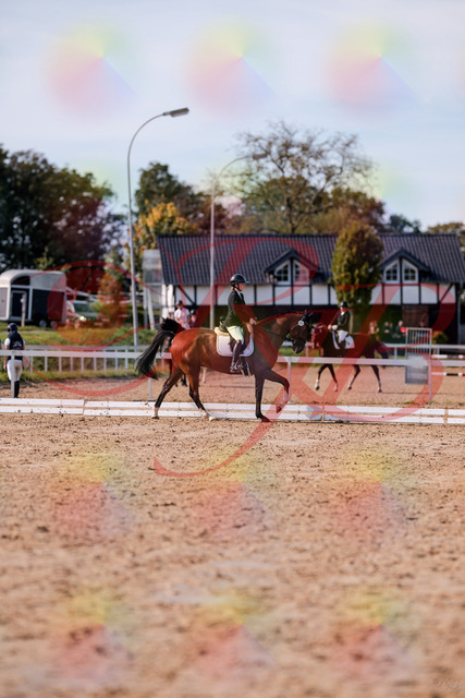 2026_10_03_Siefer-Hof_131905_Z81_67738914 | Professionelle Reitsport-, Turnier- und Eventfotografie von Robert Broda. Galerien mit ausgewählten und bearbeiteten Bildern direkt online ansehen und bestellen.