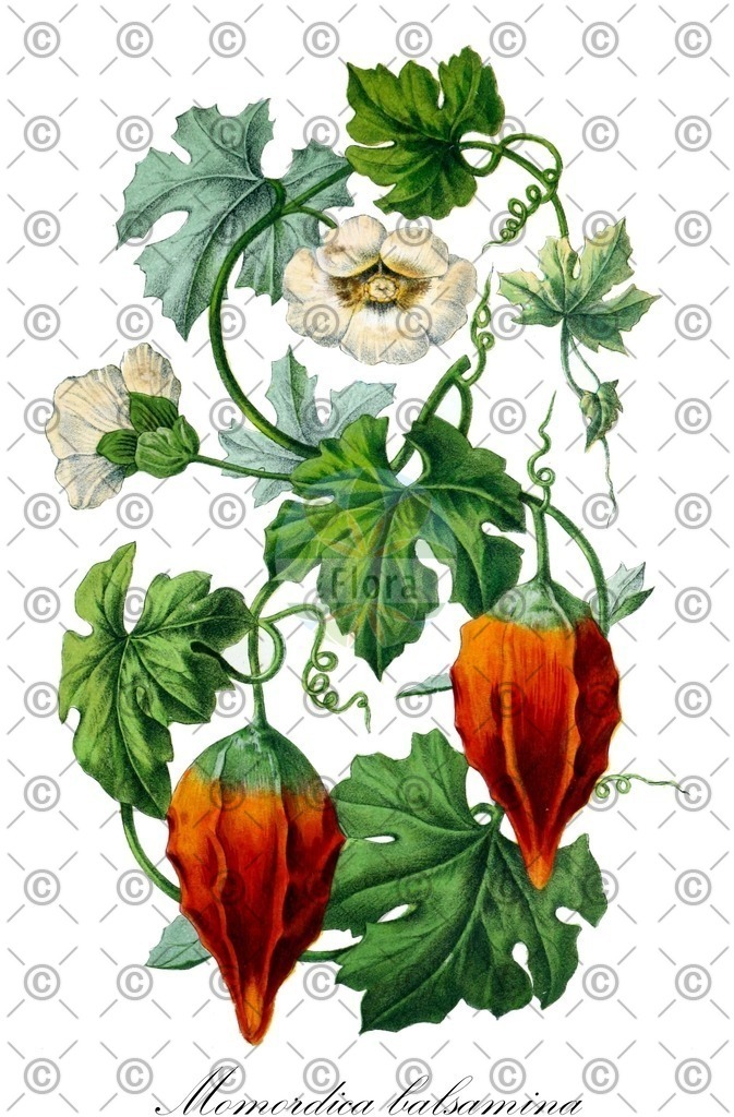 HistAbb_wfo-0001124697_1_ENZY_Simple | Historische Abbildung von Momordica balsamina - Cucurbitaceae | Historical Illustration of Momordica balsamina - Cucurbitaceae