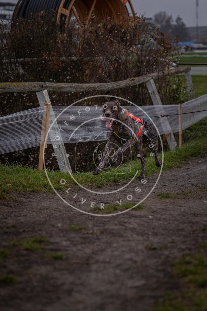 CaniXpix_0L8A0489 | Hundefotografie, Tierfotograf, Pfotenfotografie, Fotoshooting Hund, Hunde Portrait, Hundesport, Hundeportraits, Heideshooting, Hunde, Sportfotograf, Hundefotograf, Turnierhundsport, THS,  - Realisiert mit Pictrs.com