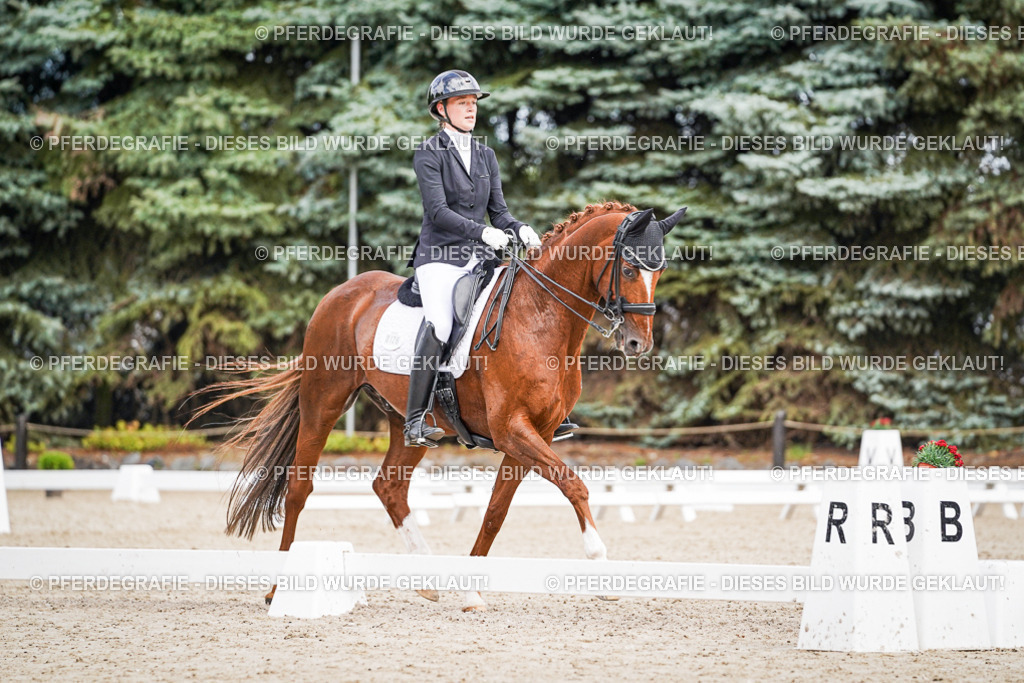 DSC04071 | Pferdegrafie