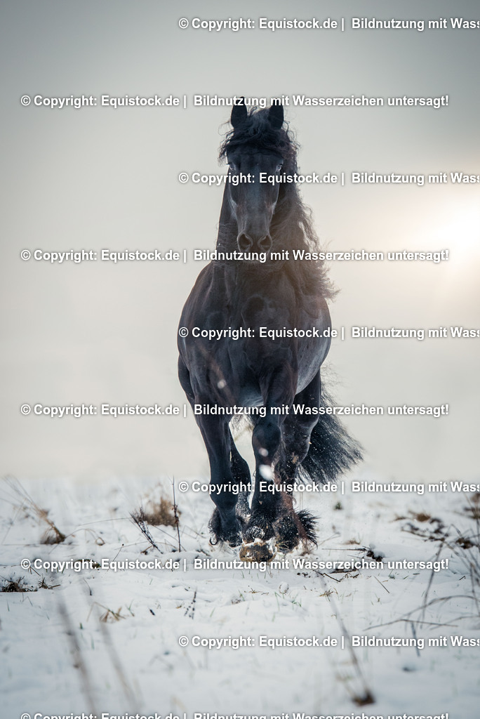 20150121_Friese_im_Schnee_0002 | equistock