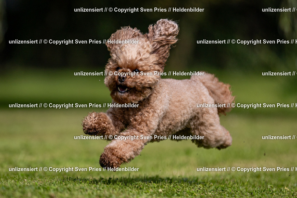 Sven Pries | 2024-09-22 - Hunderennen Baden-BadenPudelverein - Realisiert mit Pictrs.com