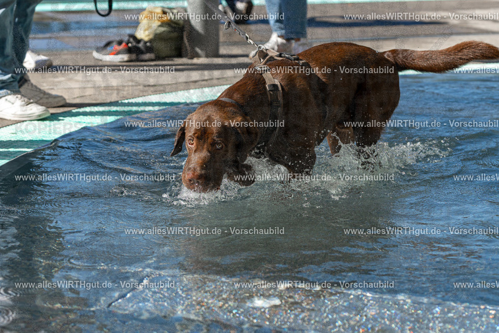 Hundeschwimmen_Volksbad_2026-allesWIRTHgut_Tierfotografie-2609061046-FAY05998 | Professionelle Tierfotografie in Mönchengladbach von Daniel Wirth (allesWIRTHgut). Liebevolle & natürliche Bilder von Hunden & Katzen für unvergessliche Erinnerungen.