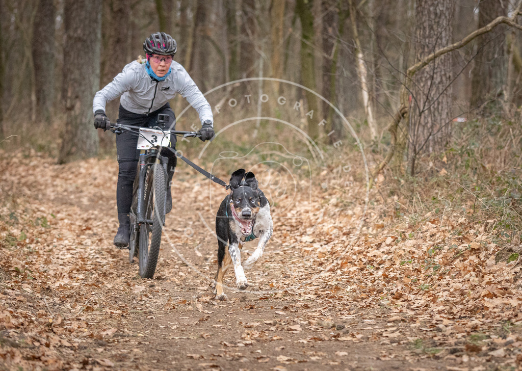 Pfotenfotografie_DV3A6381 | Hundefotografie, Tierfotograf, Pfotenfotografie, Fotoshooting Hund, Hunde Portrait, Hundesport, Hundeportraits, Heideshooting, Hunde, Sportfotograf, Hundefotograf, Turnierhundsport, THS,  - Realisiert mit Pictrs.com
