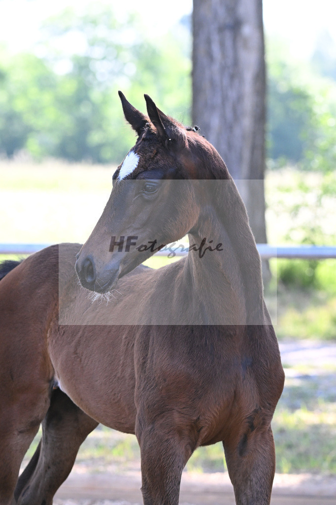 Kat-Nr. 2 SF Skyline to B_Schindele_14230034 | hf-fotografie - Realisiert mit Pictrs.com