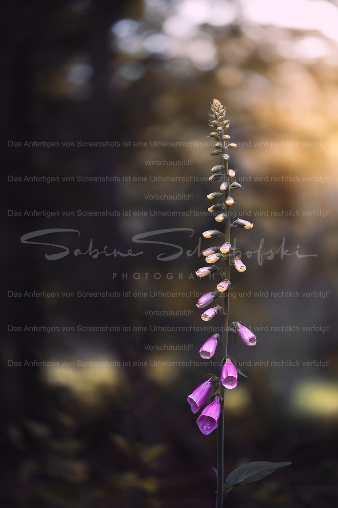 Fingerhut im Abendicht | Exklusive Naturfotografie für stilvolle Wanddekoration ★ Premium Wandbilder Made in Germany ✔️ FineArt Drucke & Downloads ✔️ Brillante Farben, höchste Qualität & weltweiter Versand ✔️ - Realisiert mit Pictrs.com