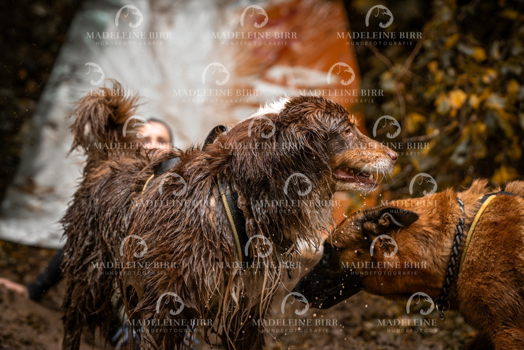 madeleinebirr-fotografie2025.campcanis.sa.10-11Uhr-230 | hundefotografie-birr