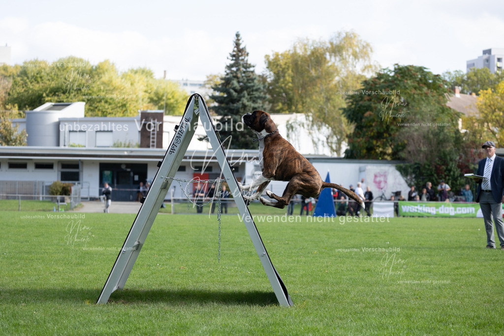 _16A5315 | Einzigartige Fotos von Hunden & Menschen –Actionfotos, Portraits, Vereinsaufnahmen & Paarshootings – authentisch, lebendig & mit Herz.