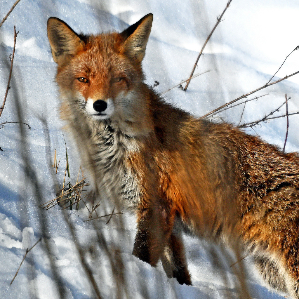 Rotfuchs | lucisnaturbilder - Realisiert mit Pictrs.com