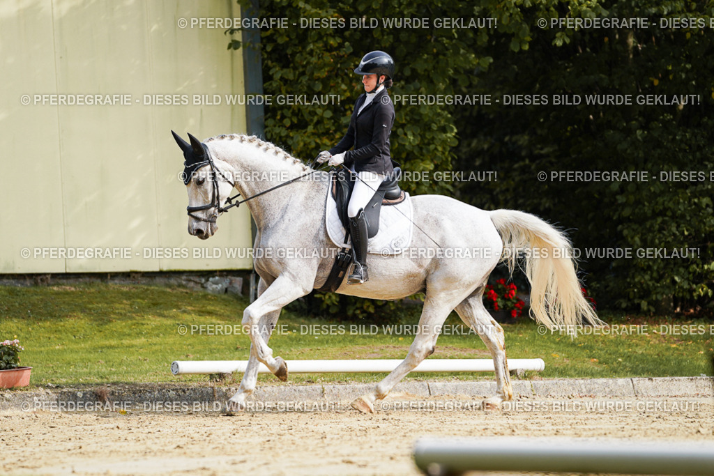 DSC04267 | Pferdegrafie