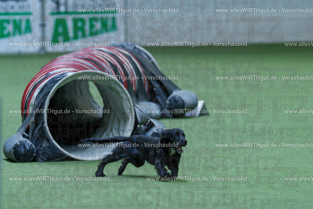 @allesWIRTHgut_Tierfotografie - www.allesWIRTHgut.de - 2604251528-7R505974 | Professionelle Tierfotografie in Mönchengladbach von Daniel Wirth (allesWIRTHgut). Liebevolle & natürliche Bilder von Hunden & Katzen für unvergessliche Erinnerungen.