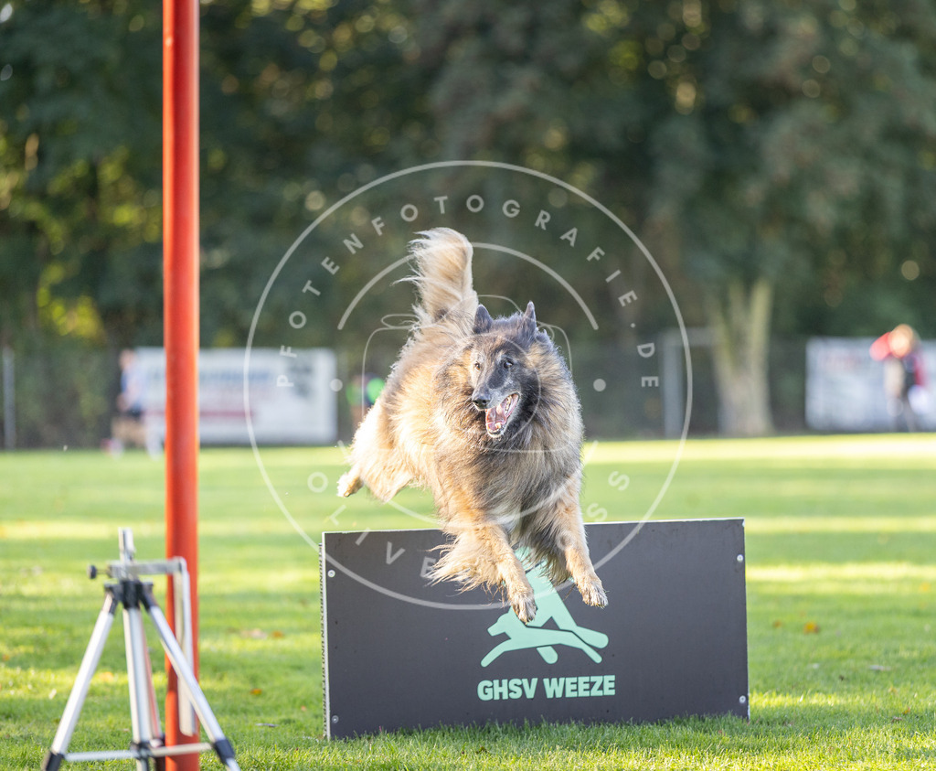 Pfotenfotografie.de_DV3A3641 | Hundefotografie, Tierfotograf, Pfotenfotografie, Fotoshooting Hund, Hunde Portrait, Hundesport, Hundeportraits, Heideshooting, Hunde, Sportfotograf, Hundefotograf, Turnierhundsport, THS, canicross - Realisiert mit Pictrs.com