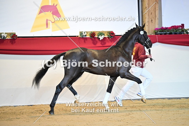 69_Sezuan - San Amour I_787_1599 | Björn Schroeder Pferdefotografie