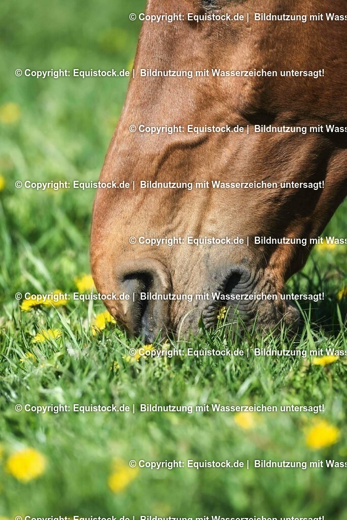 20210426_Pferd-auf-Koppel_0127 | equistock